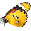 https://zoo-teplo.ru/wp-content/uploads/2019/08/butterfly.png