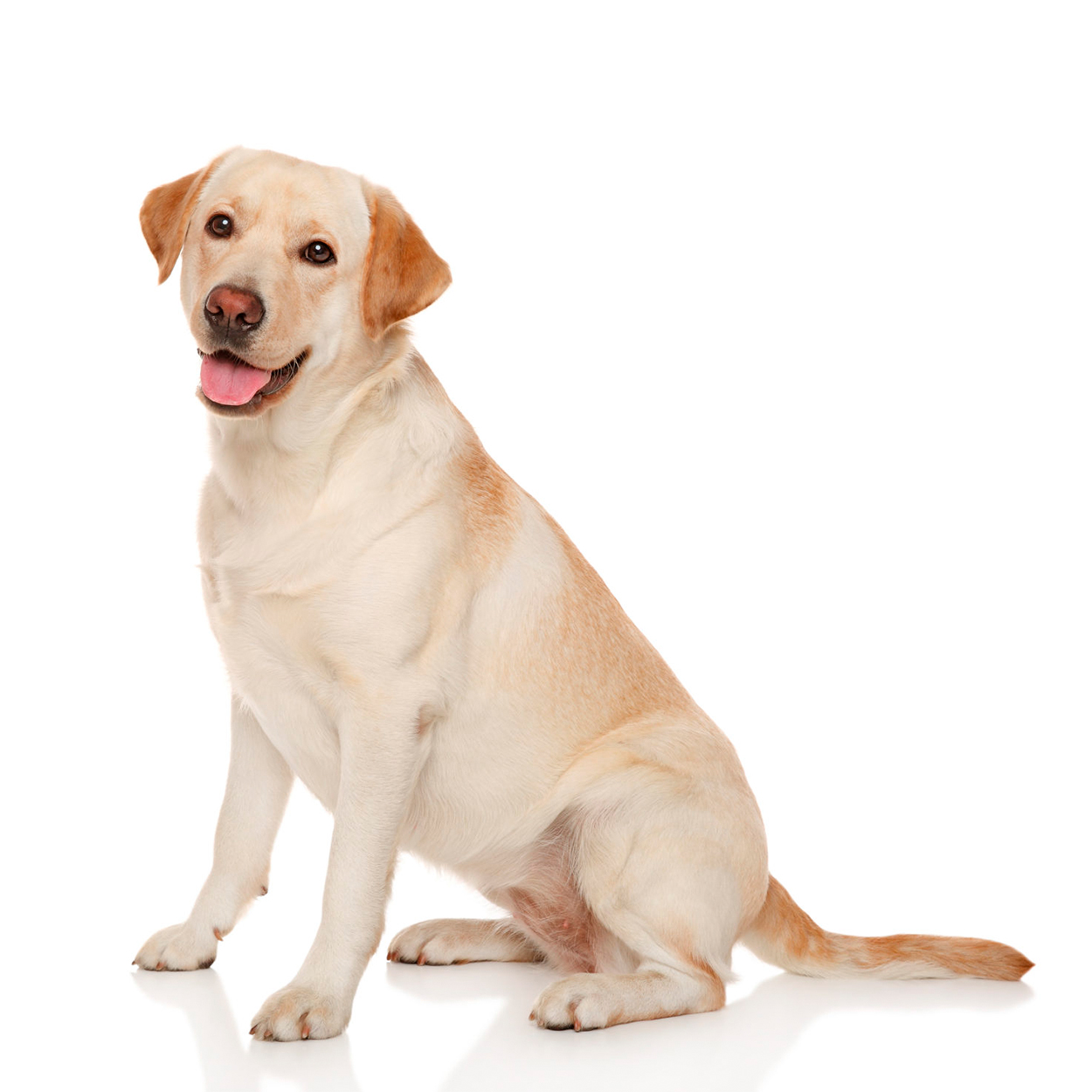 Pug dog isolated on a white background