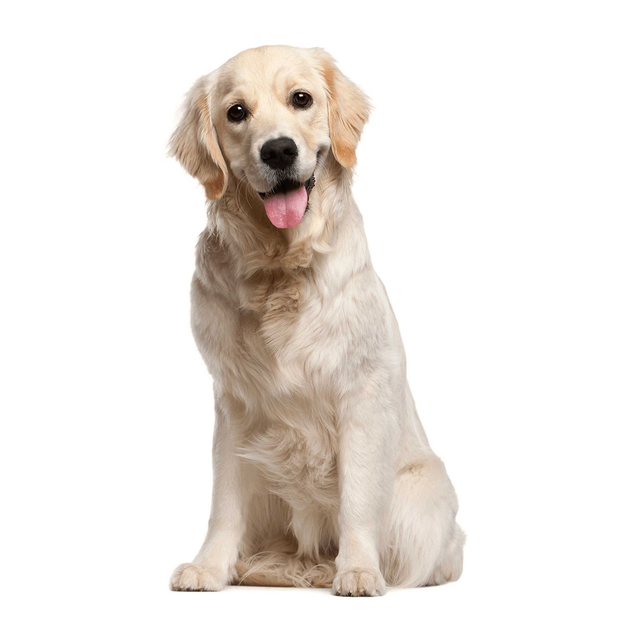 Pug dog isolated on a white background