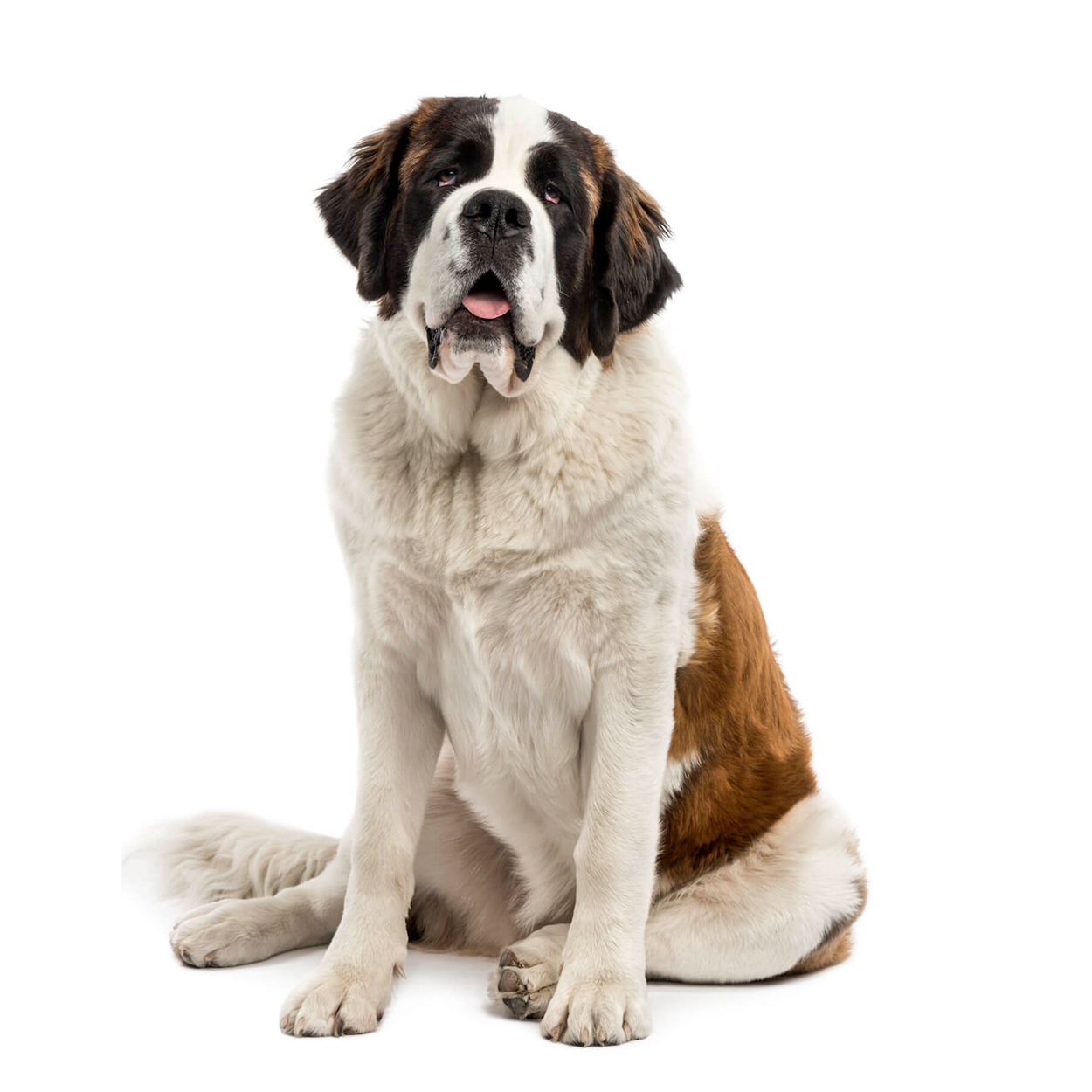 Pug dog isolated on a white background