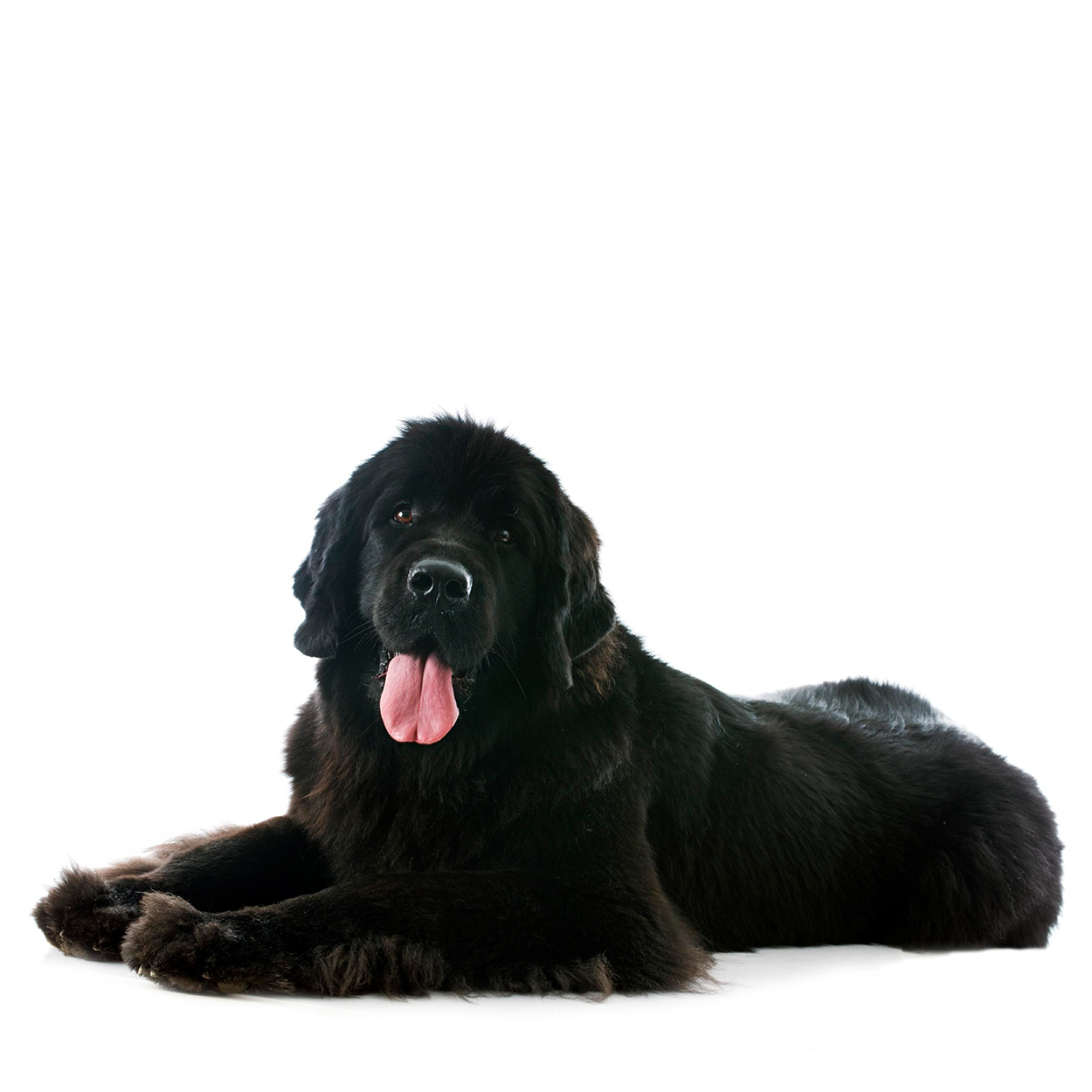 Pug dog isolated on a white background