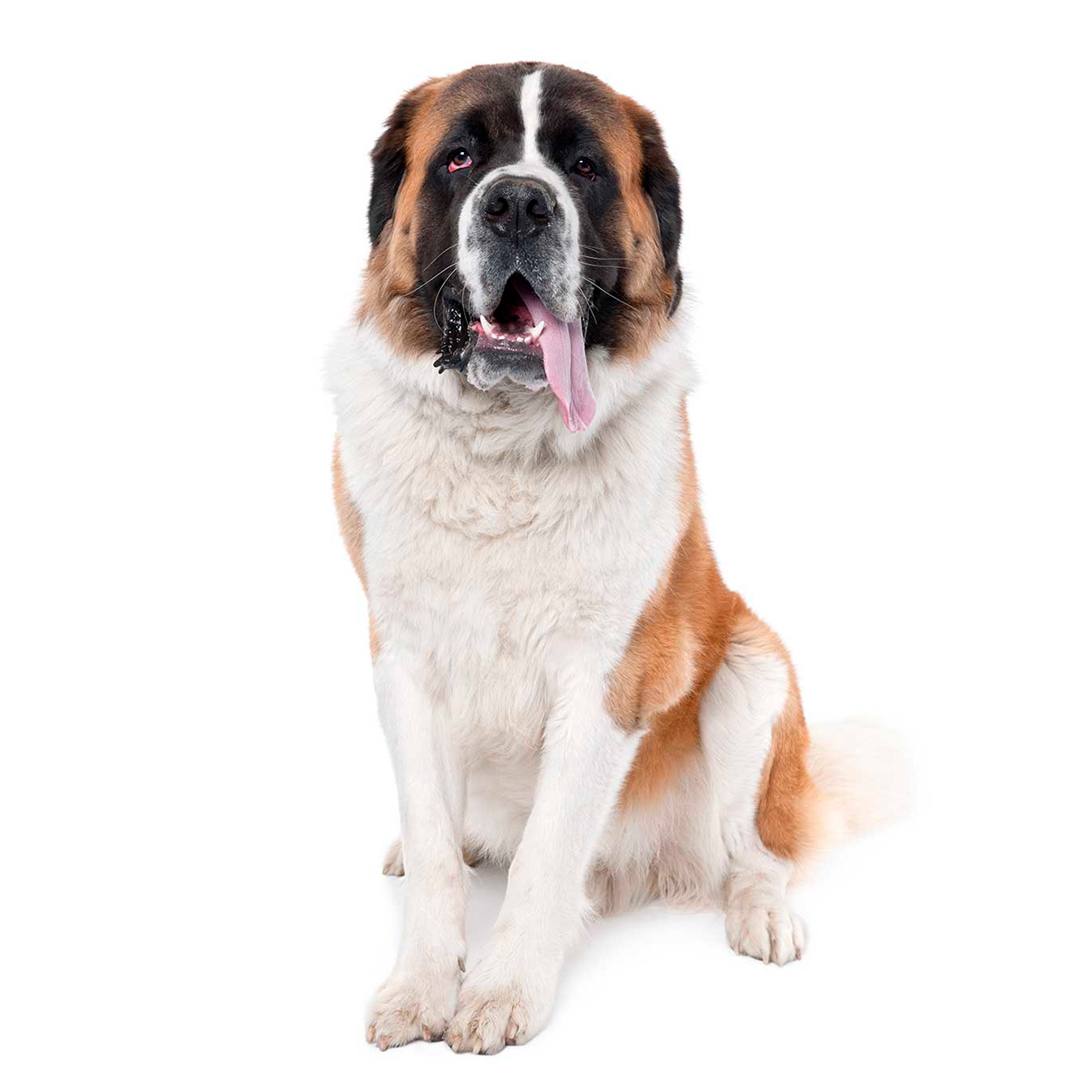 Pug dog isolated on a white background