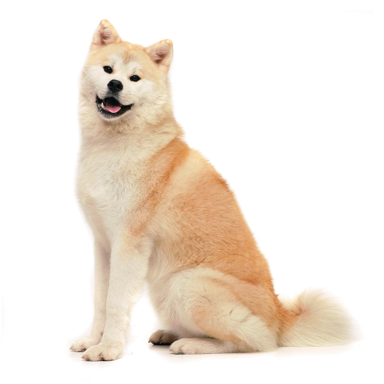 Pug dog isolated on a white background