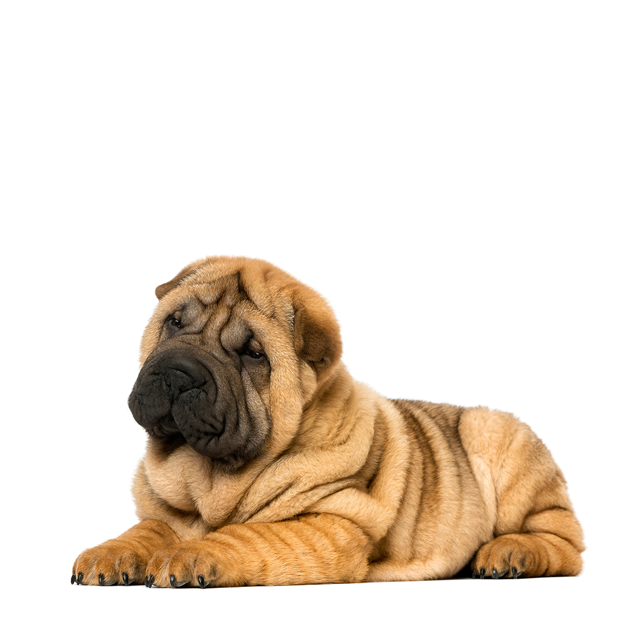 Pug dog isolated on a white background