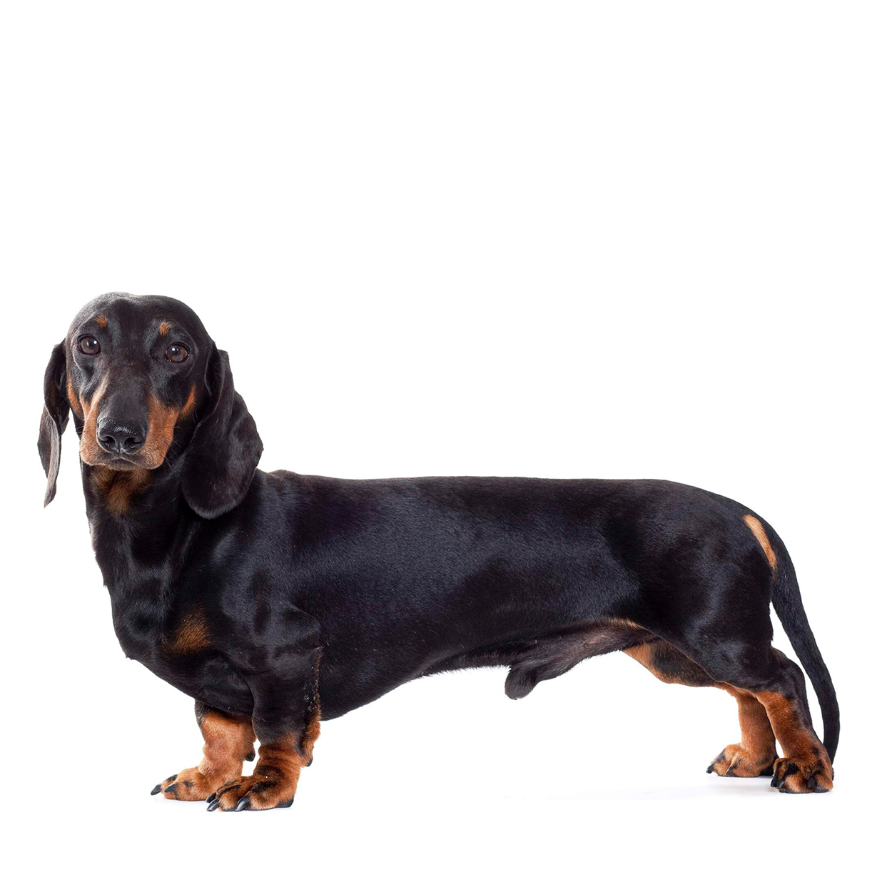 Pug dog isolated on a white background